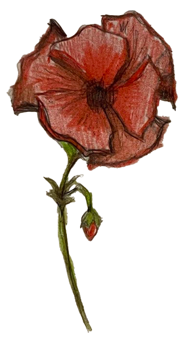 Poppy Drawing Honoring 'K'